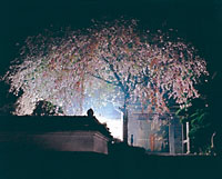 入選１部　「玄世の夜桜」　新治　　貢